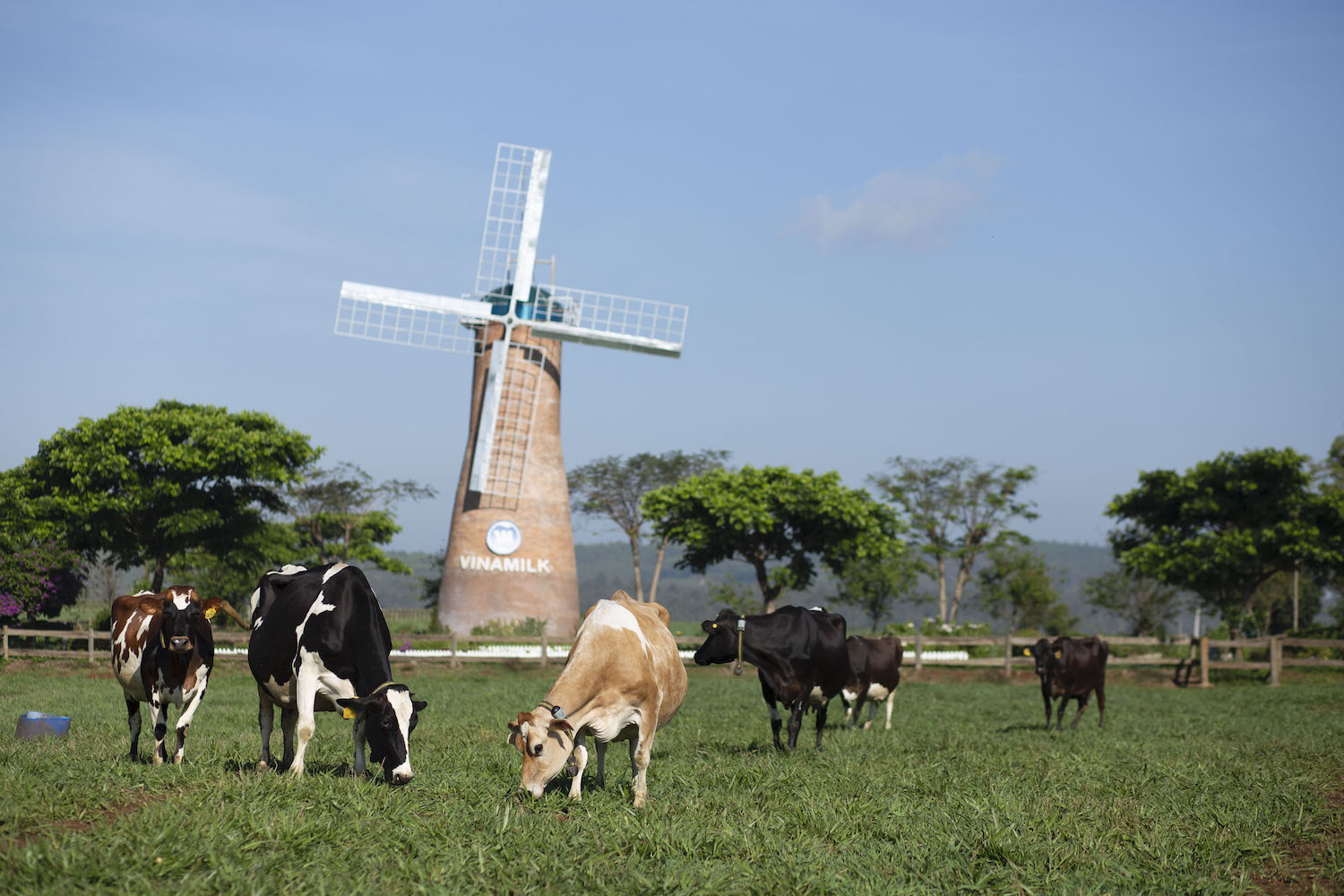 Sữa tươi Vinamilk đã trở nên quen thuộc với người tiêu dùng tại “đảo quốc sư tử”